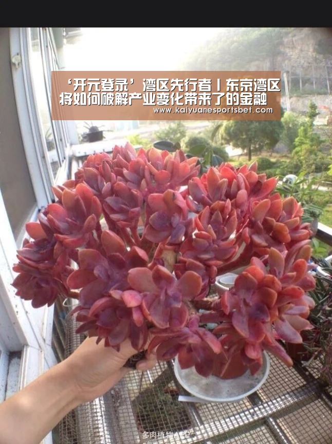 开元APP